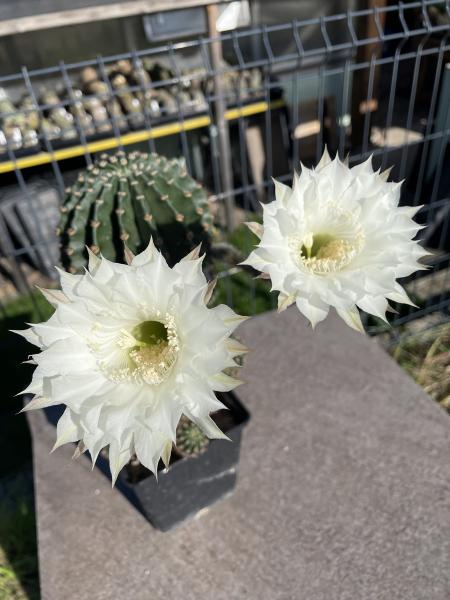 Echinopsis Hybr. weiss